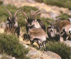 La Junta abandona el plan para la cabra montés en la reserva de Riaño